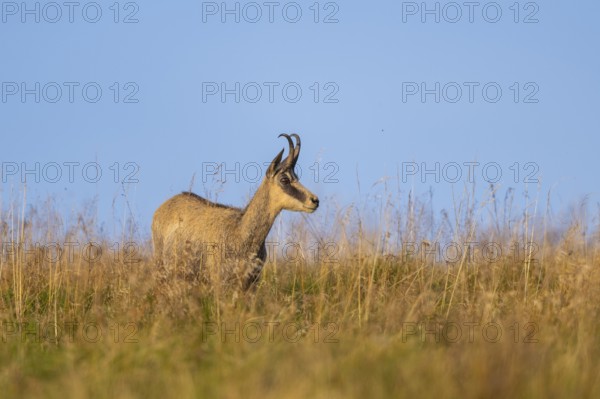 Chamois (Rupicapra rupicapra) on a meadow in the Vosges Mountains, wildlife, France