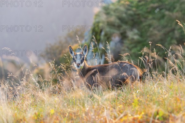 Chamois (Rupicapra rupicapra) youngster on a meadow in the Vosges Mountains, wildlife, France