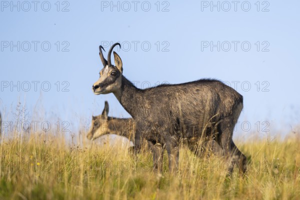 Chamois (Rupicapra rupicapra) mother with her youngster on a meadow in the Vosges Mountains,
