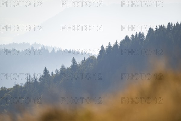 Tree silhouettes against the light in the Vosges Mountains, wildlife, France