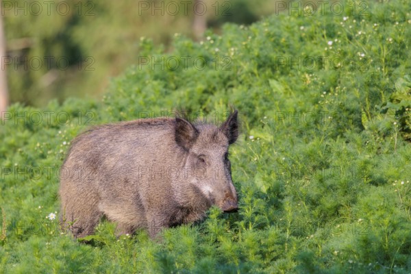 A wild boar (Sus scrofa) runs across a field of wild chamomile (Matricaria chamomilla). Bavaria,