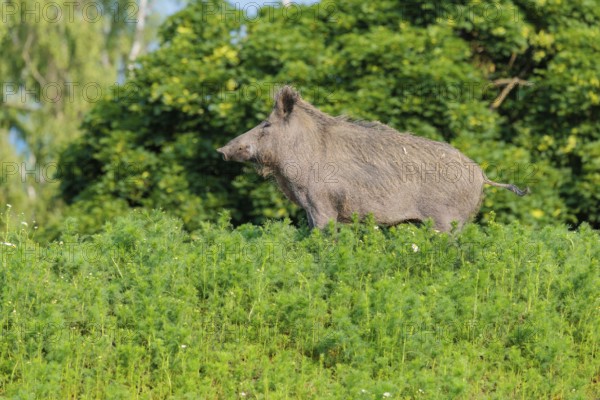 A wild boar (Sus scrofa) stands in a field of wild chamomile (Matricaria chamomilla). Bavaria,