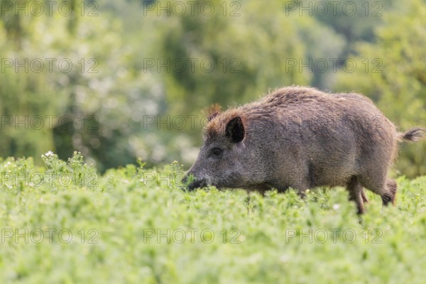 A wild boar (Sus scrofa) runs across a field of wild chamomile (Matricaria chamomilla). Bavaria,