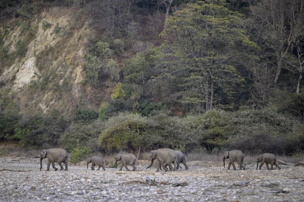Indian elephants (Elephas maximus indicus), Corbett National Park, near Ramnagar, Uttarakhand