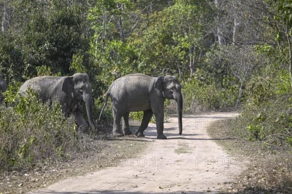 Indian elephants (Elephas maximus indicus), Corbett National Park, near Ramnagar, Uttarakhand