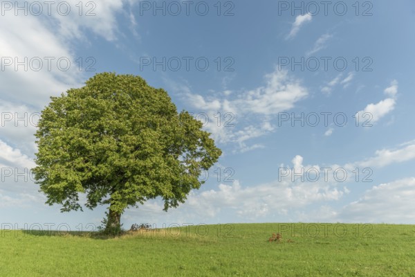 A lone green grows on a lush green hillside looking up at a bright blue sky with white, fluffy