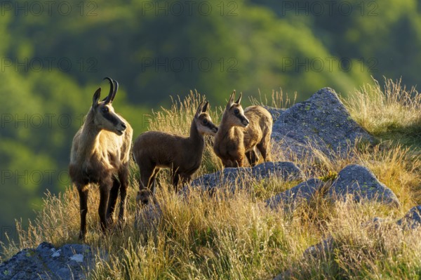 Three chamois standing on a sunny meadow with rocks in the background, chamois, chamois, (Rupicapra