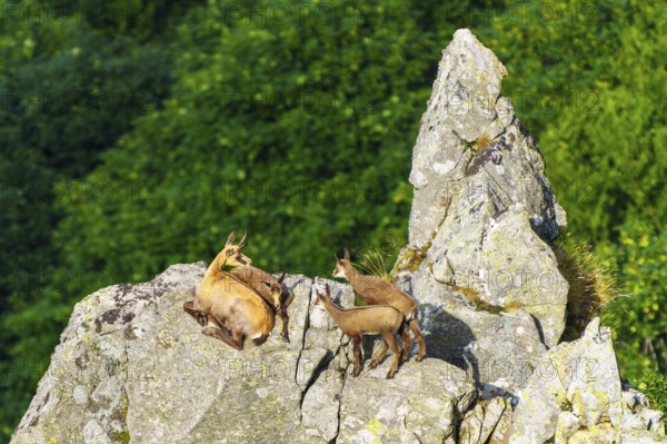 Chamois family resting on a rock with a wide view over green landscape, chamois, chamois,