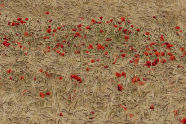 Common field poppy (Papaver rhoeas) flowers in a ripe farmland barley crop in summer, England,