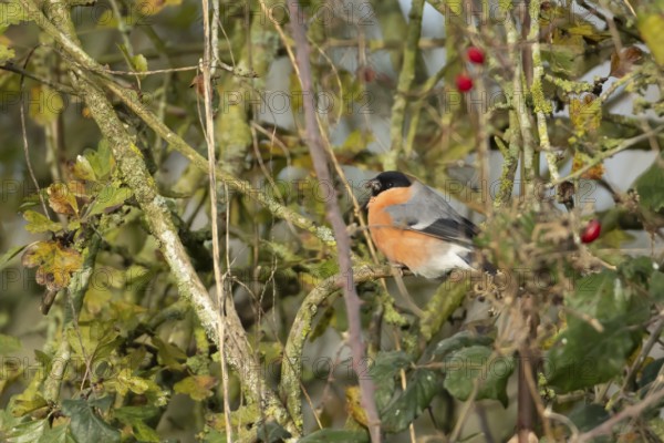 Eurasian bullfinch (Pyrrhula pyrrhula) adult male bird feeding in a hedgerow in winter, England,