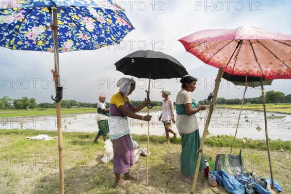 BAKSA, INDIA- JULY 12: Tribal women prepare rice saplings under temporary umbrellas on a hot summer