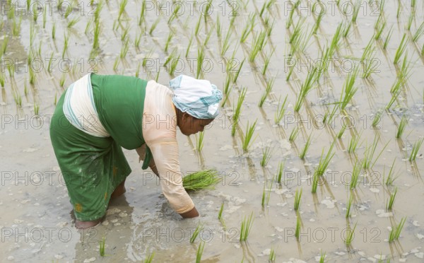BAKSA, INDIA- JULY 12: A tribal woman transplant rice seedlings in a waterlogged paddy field in