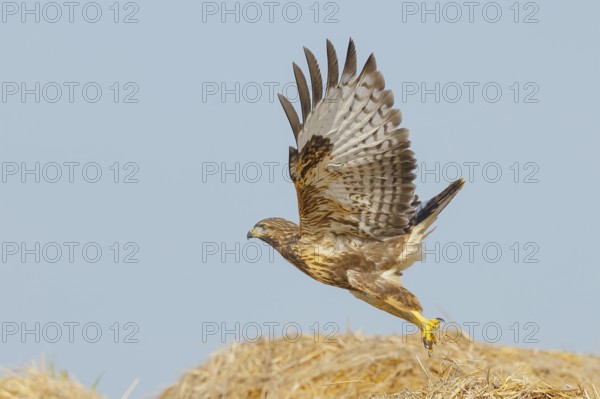 Buzzard (Buteo buteo) adult bird taking off from a pile of straw, wildlife, nature photography,