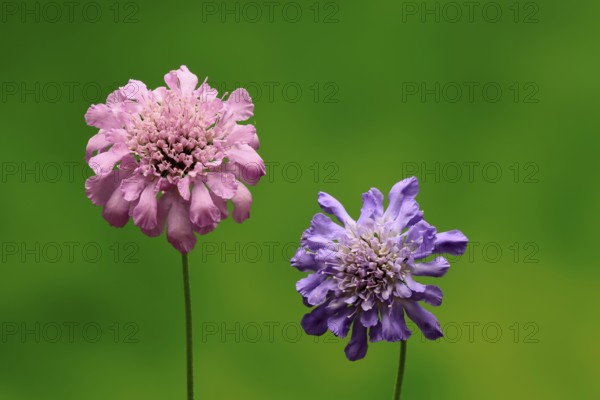Pigeon Scabiosa (Scabiosa columbaria), pigeonweed, flowering, flowering, Ellerstadt, Germany