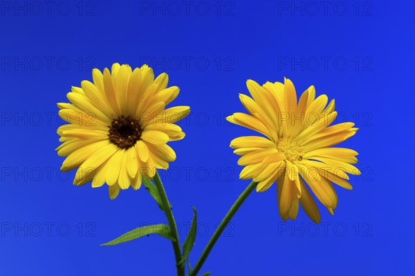 Marigold (Calendula officinalis), flower, flowering, medicinal plant, Ellerstadt, Germany