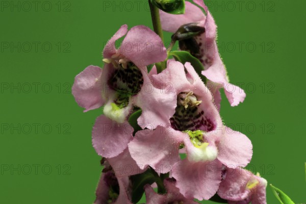 Angelonia (Angelonia angustifolia), flowering, Germany