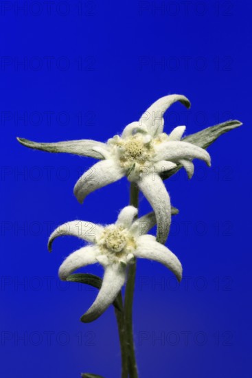 Alpine edelweiss (Leontopodium alpinum), Leontopodium nivale subsp. alpinum), flowering, Germany