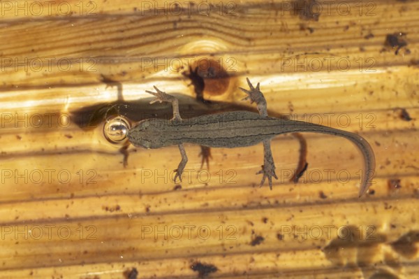 Smooth or Common newt (Lissotriton vulgaris) adult amphibian coming up to breath air from the water