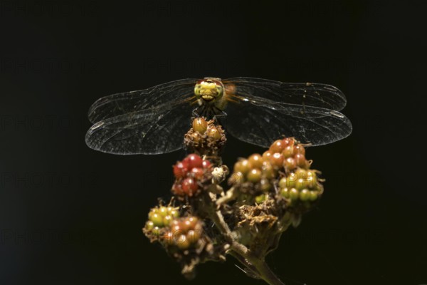 Common darter dragonfly (Sympetrum striolatum) adult insect resting on a blackberries in summer,
