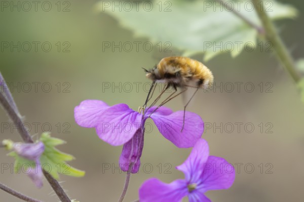 Bee fly (Bombylius major) adult insect feeding on Honesty flowers in spring, England, United