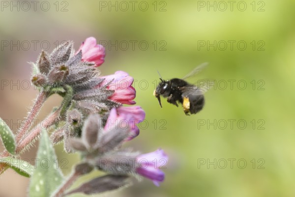 Ashy mining bee (Andrena cineraria) adult insect flying towards a garden flower in spring, England,