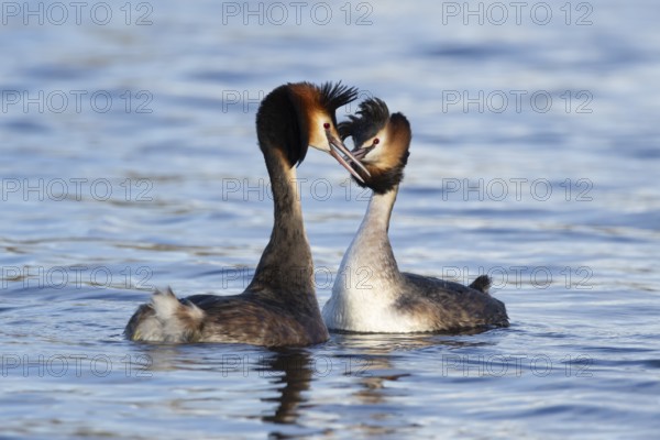 Great crested grebe (Podiceps cristatus) two adult birds on water of a lake performing their
