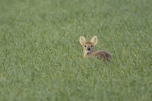 Chinese water deer (Hydropotes inermis) adult animal sitting in a farmland cereal field, England,