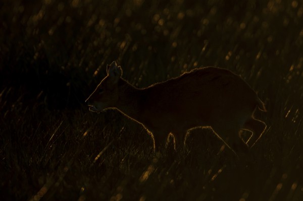 Chinese water deer (Hydropotes inermis) silhouette of an adult animal backlite in a fenland field