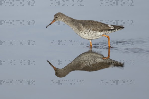 Common redshank (Tringa totanus) adult wading bird in water of a coastal lagoon, England, United