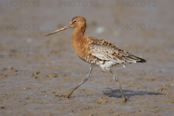Black tailed godwit (Limosa limosa) adult male wading bird in summer plumage on a coastal mudflat,
