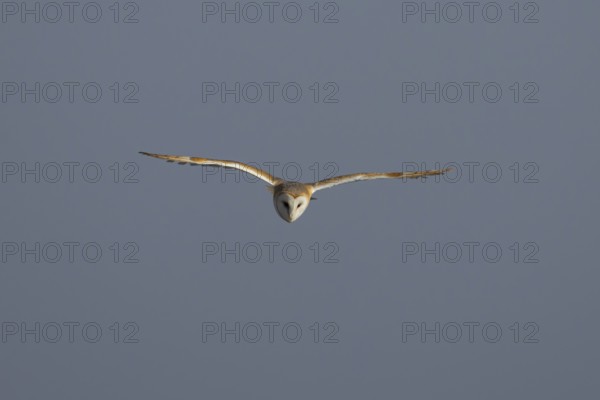 Barn owl (Tyto alba) adult bird in flight, England, United Kingdom