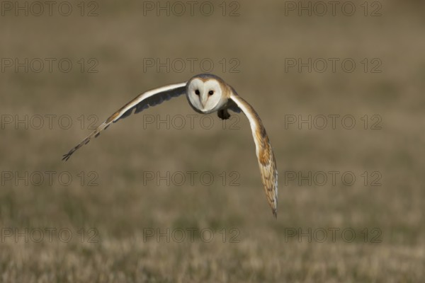 Barn owl (Tyto alba) adult bird in flight over a farmland field, England, United Kingdom