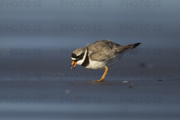 Ringed plover (Charadrius hiaticula) adult wading bird feeding on a beach, England, United Kingdom