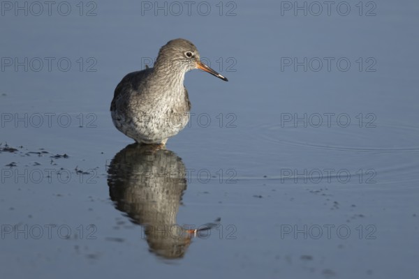 Common redshank (Tringa totanus) adult wading bird in water of a shallow lagoon, England, United