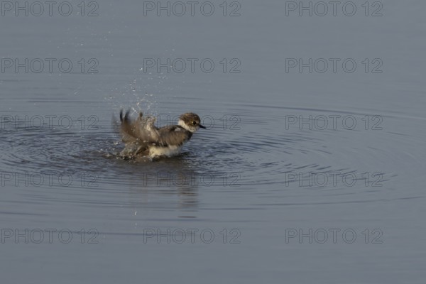 Little ringed plover (Charadrius dubius) adult wading bird bathing in water of a shallow coastal