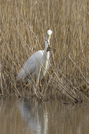 Great white egret (Ardea alba) adult bird in water on the edge of a reedbed with a frog for food in