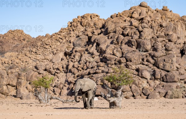 African elephant (Loxodonta africana), desert elephant, near the Hoanib River, Damaraland, Kunene