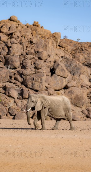 African elephant (Loxodonta africana), desert elephant, near the Hoanib River, Damaraland, Kunene
