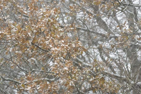 Oak (Quercus) with autumn leaves in dense snowfall, snow drift, North Sea, Norddeich, Lower Saxony,