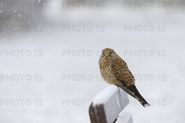Kestrel (Falco tinnunculus), female using a park bench as a lookout during heavy snowfall, North