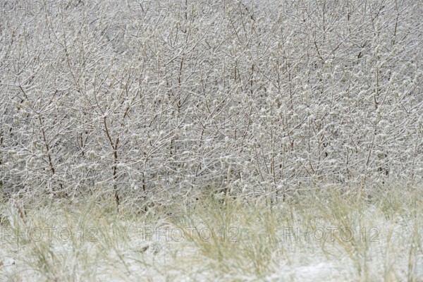 Winter day, onset of winter, snow lies on the bushes in the dune landscape of Norddeich, North Sea,