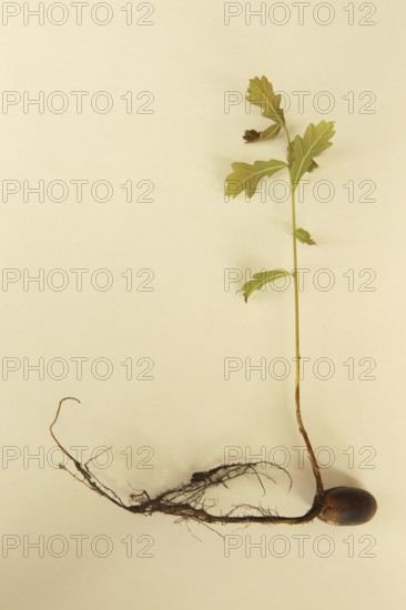 Oak (Quercus) 22cm long oak sapling, oak seedling or oak seedling grows from an acorn, next to fine