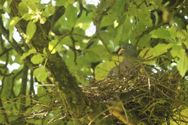 Wood pigeon (Columba palumbus) in a nest in an apple tree, Allgäu, Bavaria, Germany, Allgäu,