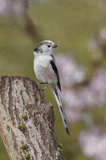 Long-tailed Tit (Aegithalos caudatus), on a tree stump, Wilnsdorf, North Rhine-Westphalia, Germany