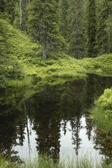 Blackwater pond, Rauris primeval forest, Kolm Saigurn, Pinzgau, Salzburg, Austria
