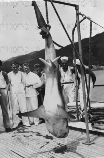 Sailors with a captured shark, presumably a tiger shark (Galeocerdo cuvier) . 1930s, location