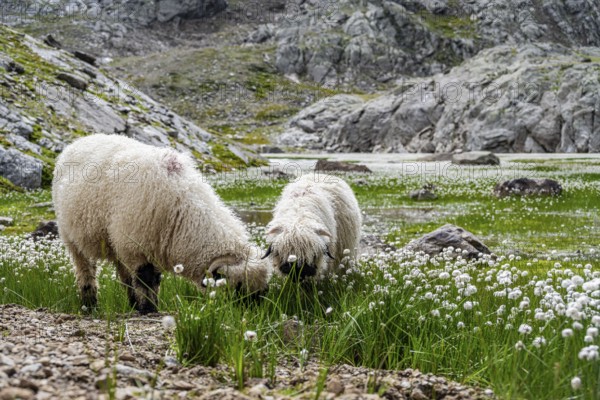 Two Valais Blacknose sheep (Ovis gmelini aries), in meadow with flowering white cotton grass, high