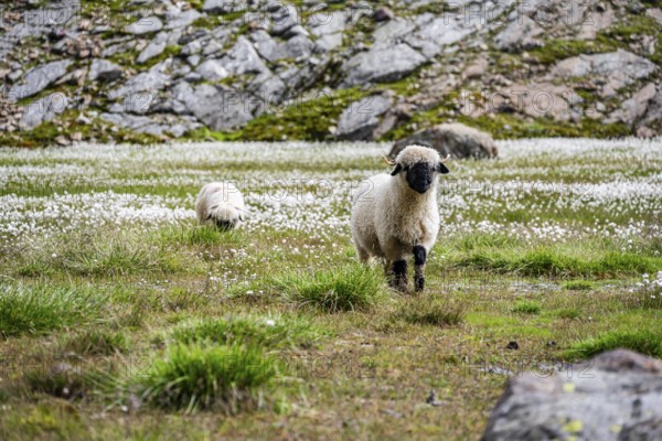 Two Valais Blacknose sheep (Ovis gmelini aries), in meadow with flowering white cotton grass, high