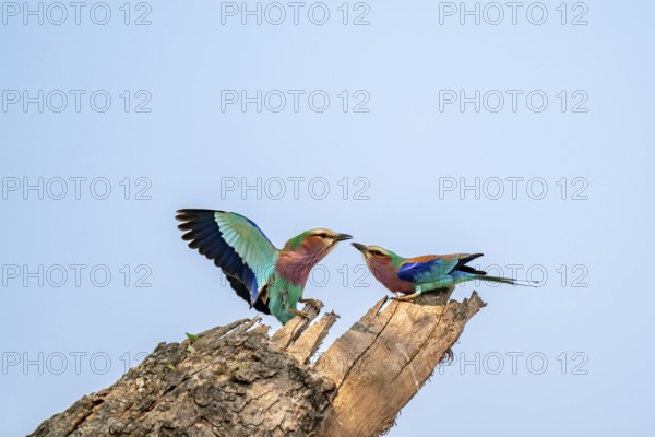 Forked Roller (Coracias caudatus), with open wing, mating behaviour, two birds on a branch in front