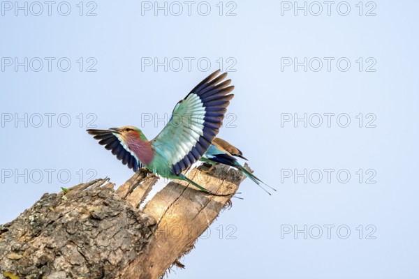 Forked Roller (Coracias caudatus), two birds approaching on a branch in front of a blue sky, Kruger